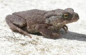 Enriching Nature Funding 